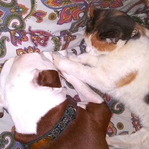 Meet your Posher, Dev